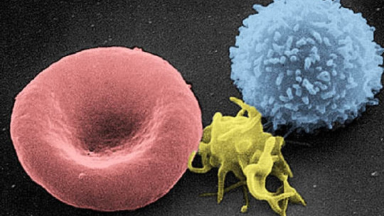 T cells