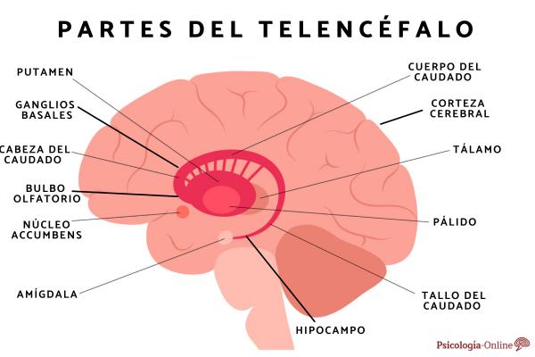 Telencephalon: what it is, parts and functions - Parts of the telencephalon