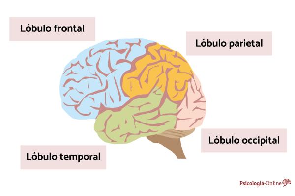 Temporal Lobe: Function, Areas, Characteristics and Lesions