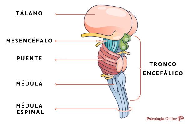 Thalamus: what it is, functions and location - What is the thalamus 