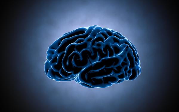 The 3 types of human brains and their functions - Reptilian brain