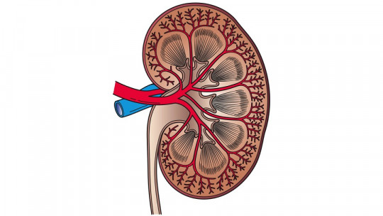 Parts of the kidney