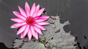 The 4 Types of Mindfulness and Their Characteristics