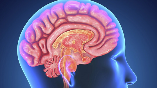 Human brain and its auditory areas.