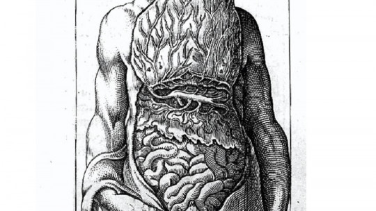 Parts of the intestine