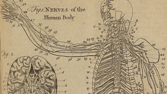 The 7 Types of Nerves: Classification and Characteristics