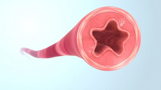 Types of blood vessels