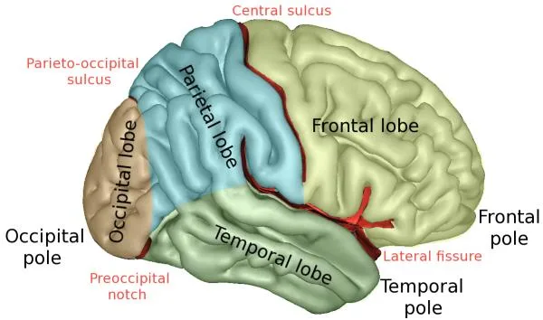 The Cerebral Cortex Functions and Parts