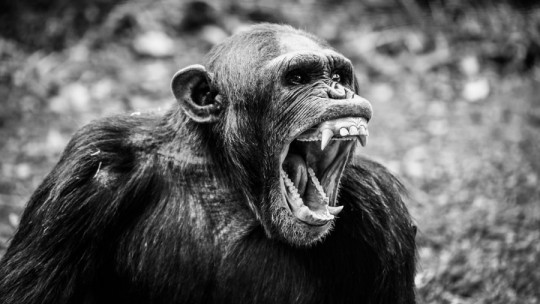 The Gombe Chimpanzee War: a Fight of Non Human Clans