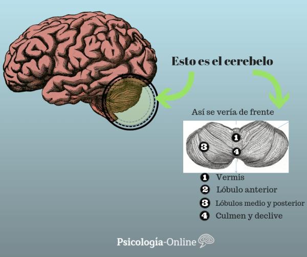 The cerebellum: parts, functions and diseases - Parts of the cerebellum