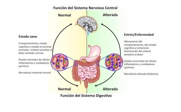 The enteric nervous system and its physiology - What is the enteric nervous system: the second brain