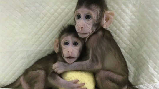 cloned monkeys