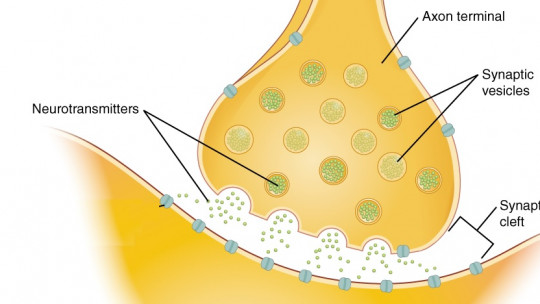 Types of Synapses and Their Functioning in the Brain