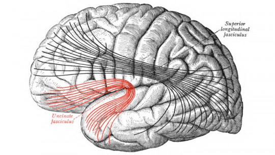 uncinate fasciculus