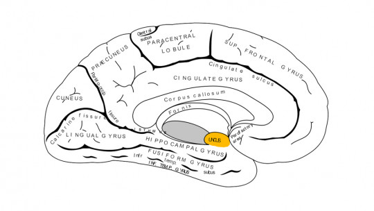 Uncus: Structure and Functions of This Part of the Brain