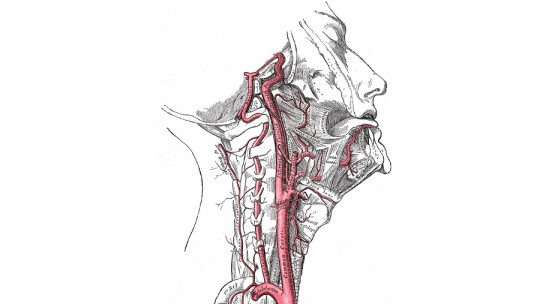 Vascularization of the Central Nervous System