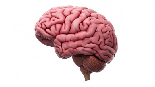 What are the folds of the brain for?