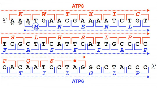 What is a Codon? Features and Functions