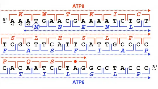 What is a codon