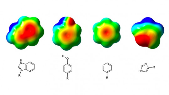 What is an Amino Acid? Characteristics of This Type of