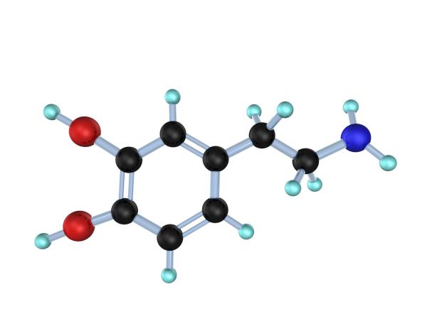 What is Dopamine: Definition and Functions