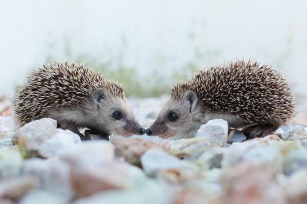 What is the hedgehog's dilemma in psychology and examples - What is the hedgehog's dilemma according to Schopenhauer 