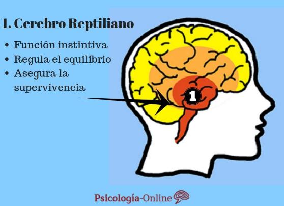 What is the reptilian brain: parts and functions - What is the reptilian brain?: definition