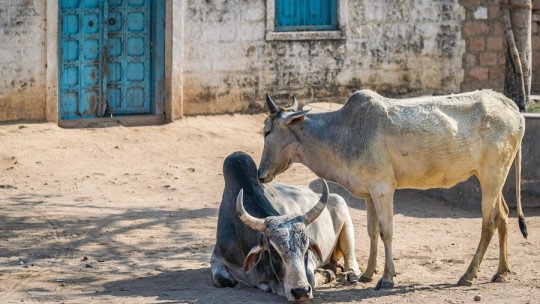 Why are cows sacred in India?