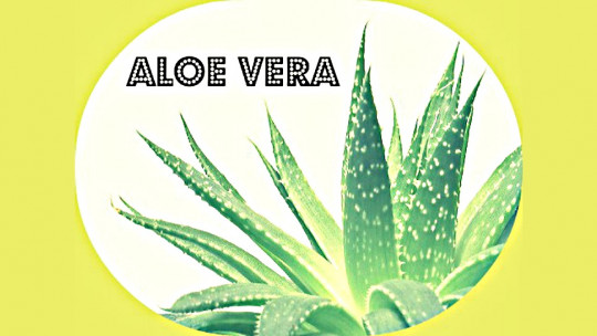 ​aloe Vera: 13 Benefits That You Should Know and Apply