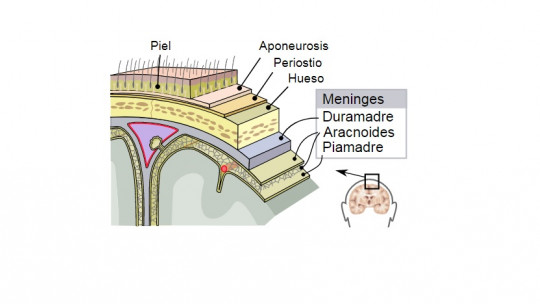 ​piamater (brain): Structure and Functions of This Layer of the