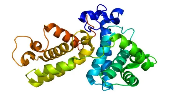 ​the 20 Types of Proteins and Their Functions in the