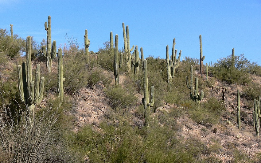 Sonoran Desert