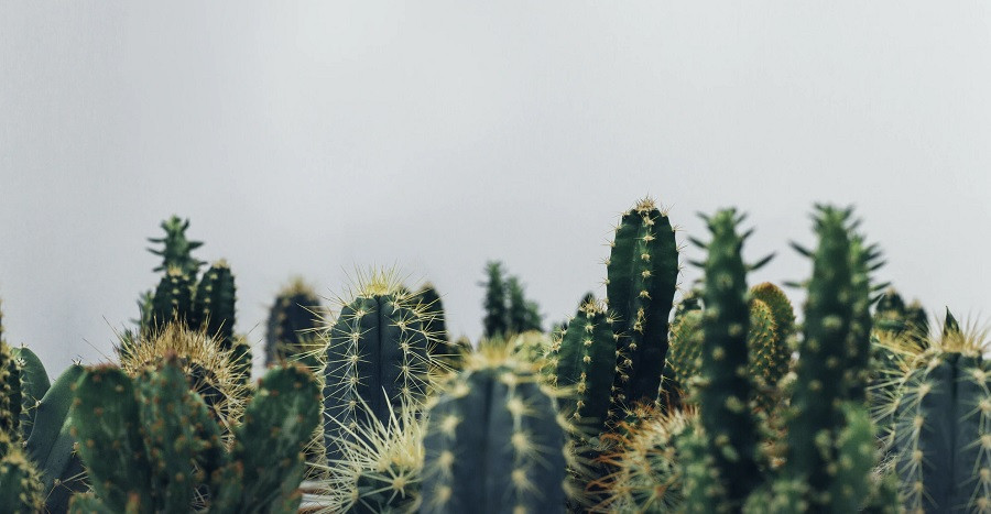 cactus stems