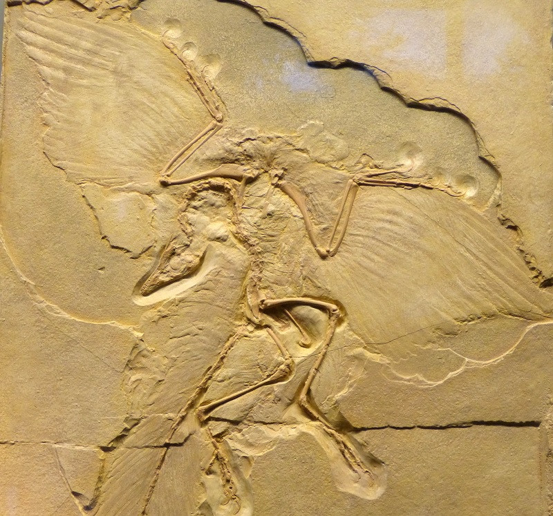 Archeopteryx