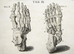 Foot bones