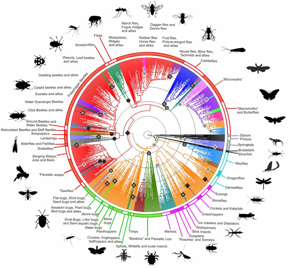 Phylogenetic tree