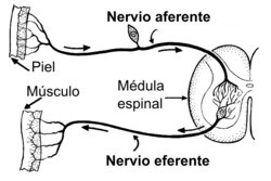 efferent afferent neuron