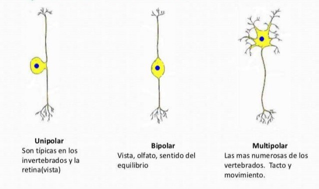 Unipolar and multipolar neurons