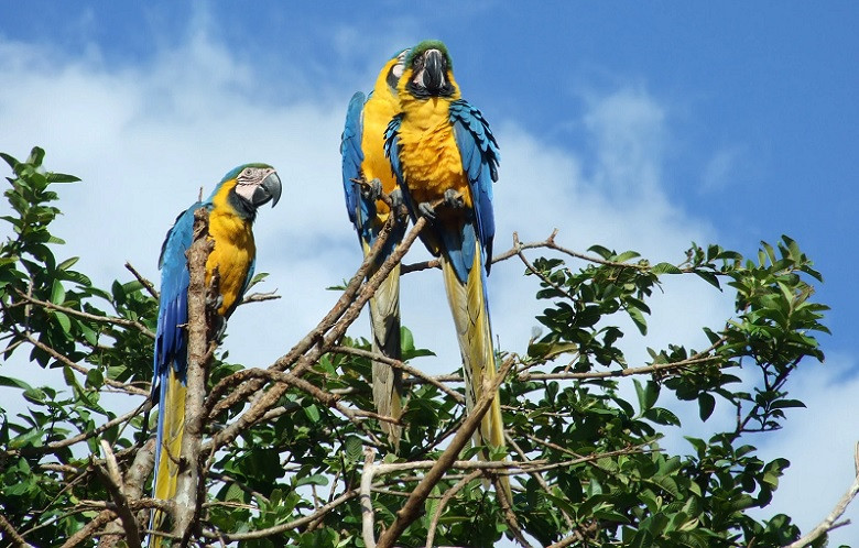 Legends of Venezuela