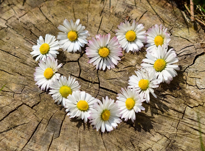 daisies-heart.jpg