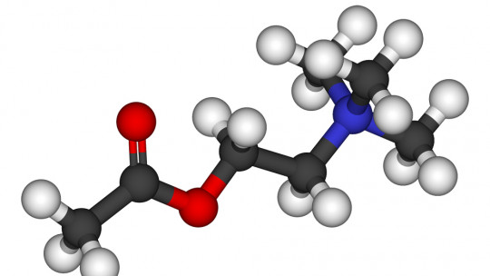 Acetylcholine (neurotransmitter): Functions and Characteristics