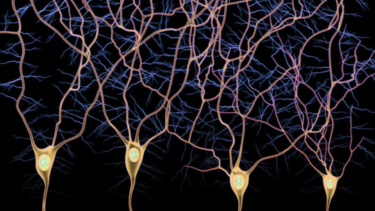 Afferent Pathway and Efferent Pathway: the Types of Nerve Fibers