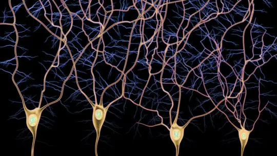 Afferent pathway and efferent pathway the types of nerve fibers
