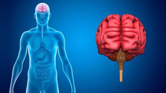 Autonomic nervous system