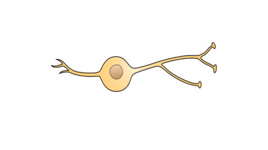 Bipolar Neurons: Morphology, Location and Functions