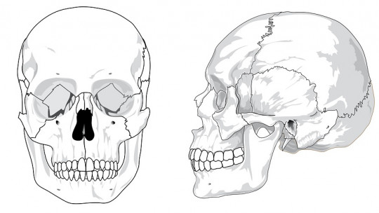 Bones of the Head (skull): How Many Are There and