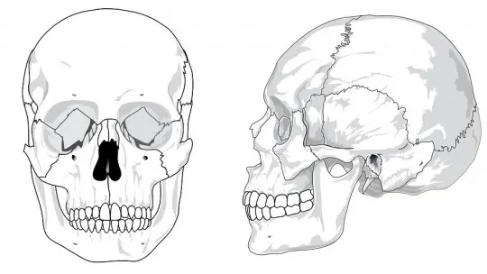 Bones of the head skull how many are there and