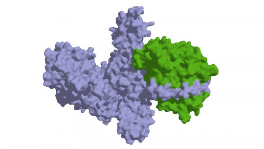 Botulinum toxin