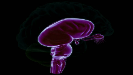 Brain Stem: Functions and Structures