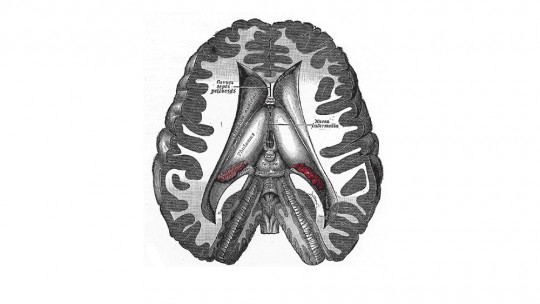 Diencephalon: Structure and Functions of This Brain Region